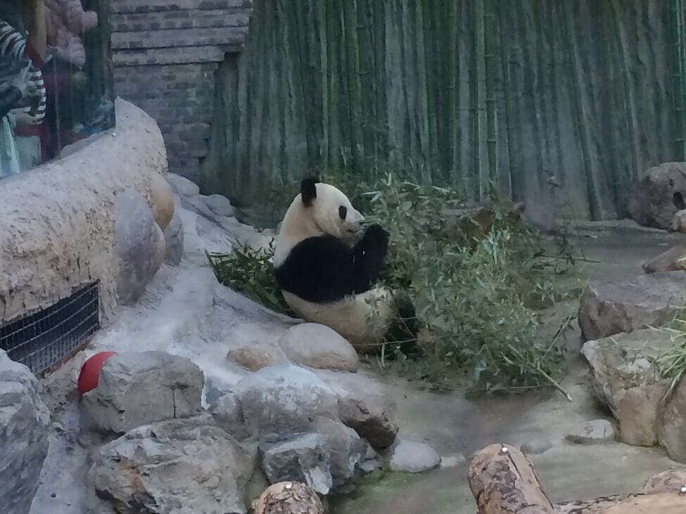 Panda Beijing, shadow theatre, театр тіней
